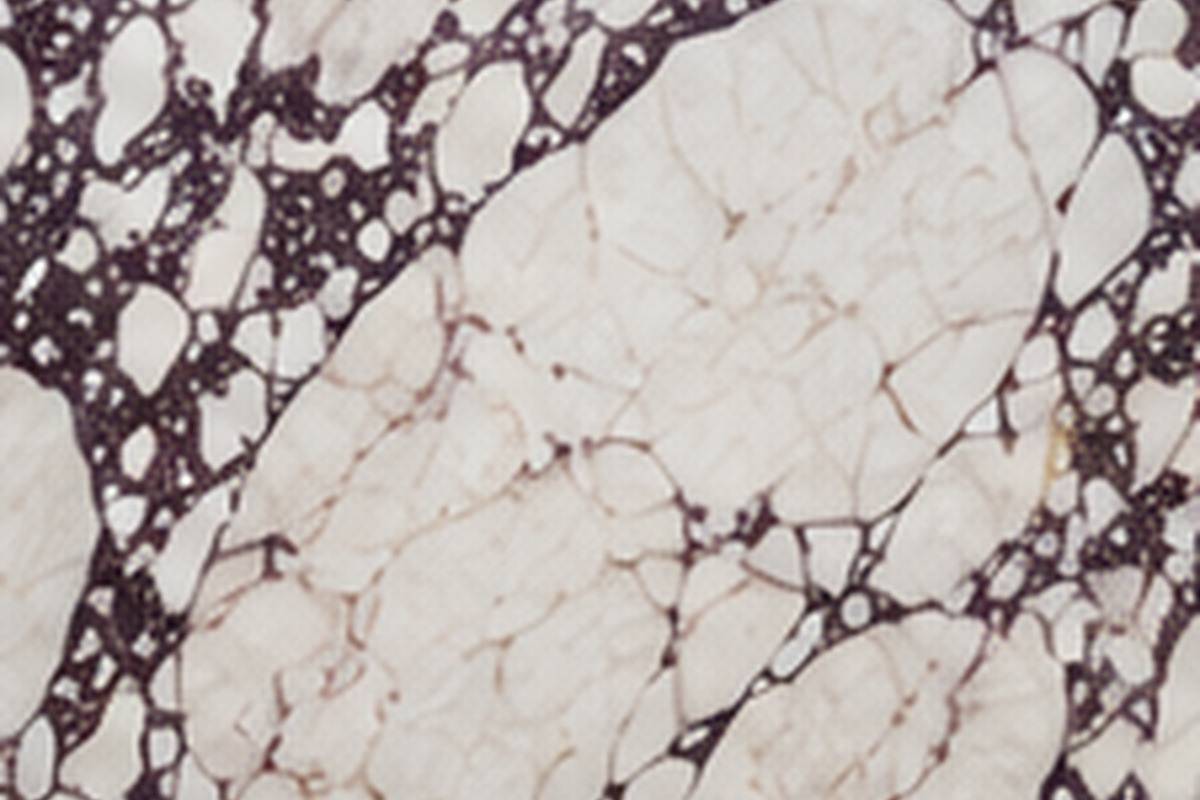 Breccia Capraia