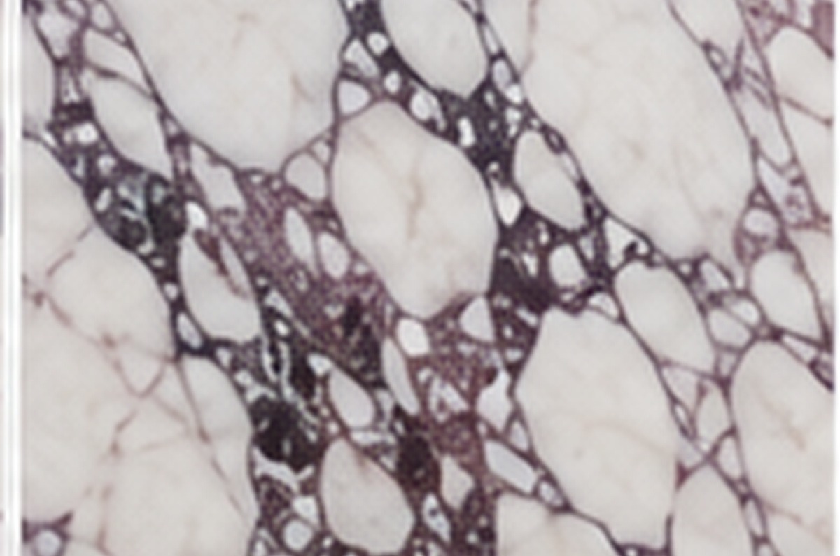 Calacatta Viola slab face