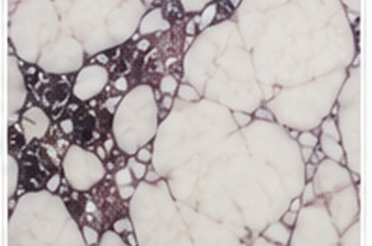 Calacatta Viola slab face